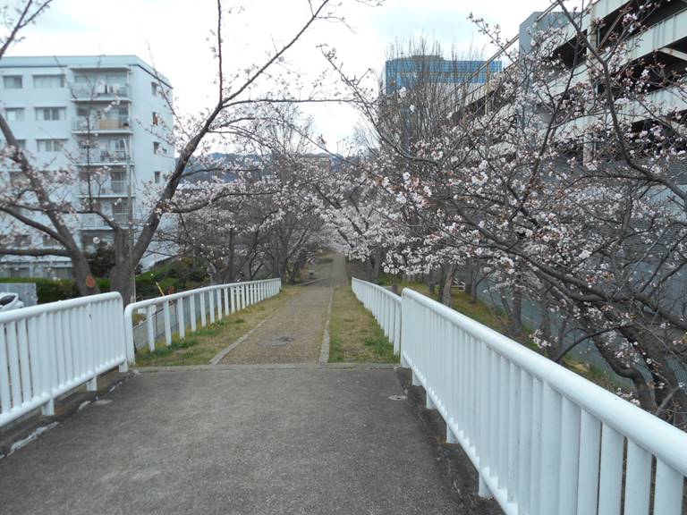 ファミマを超えた歩道橋からみた桜